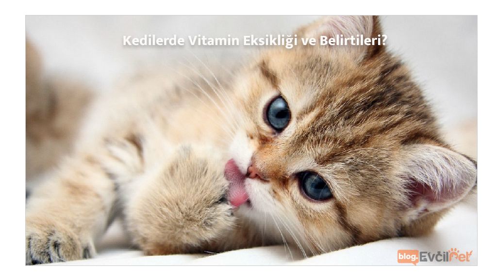 Kedilerde Vitamin Eksikliği ve Belirtileri ?