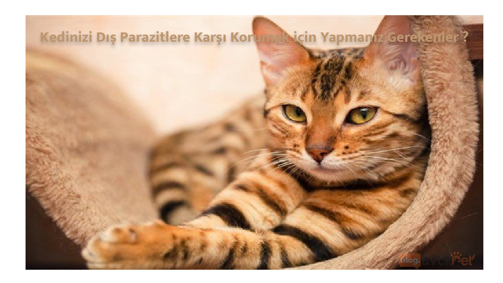 Kedinizi Dış Parazitlere Karşı Korumak için Yapmanız Gerekenler