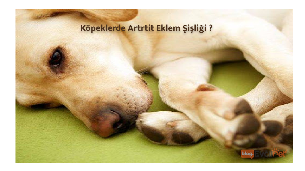 Köpeklerde (Artrit) Eklem Şişliği Nedir ?