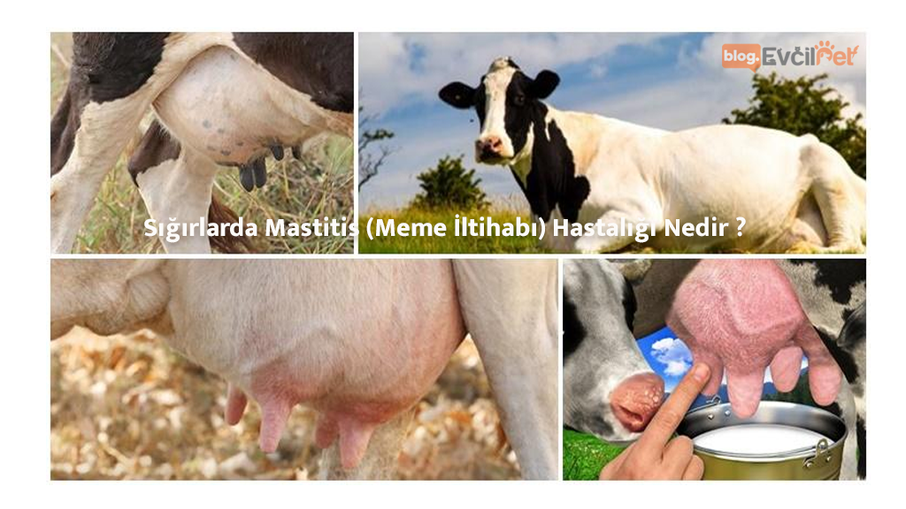 Sığırlarda Mastitis (Meme İltihabı) Hastalığı Nedir ?