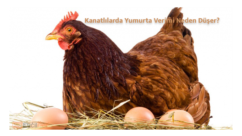 Kanatlılarda Yumurta Verimi Neden Düşer ?