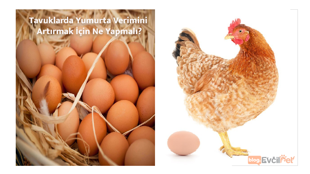 Tavuklarda Yumurta Verimini Artırmanın Yolları ?